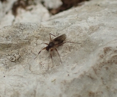 Hybotidae