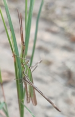 Acrida conica