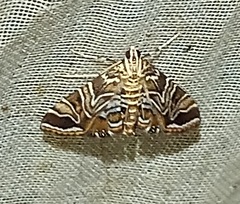 Acentropinae