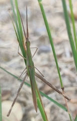 Acrida conica