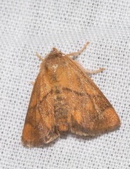 Apoda limacodes