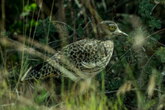 Burhinus capensis