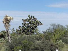 Yucca decipiens