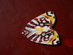 Sinna calospila