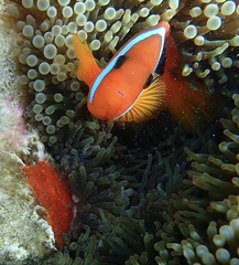 Amphiprion melanopus