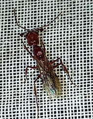 Odontomachus