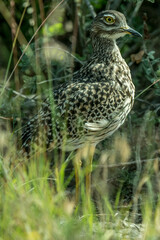 Burhinus capensis