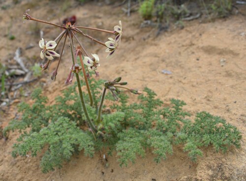 Pelargonium