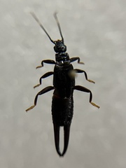 Forficuloidea
