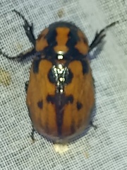 Cyclocephala mafaffa