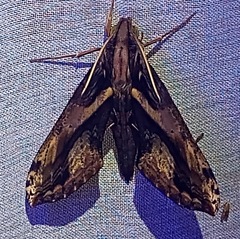 Xylophanes ceratomioides
