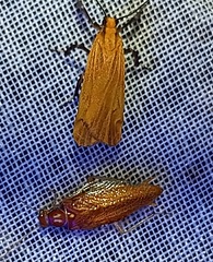 Lycomorphodes sordida