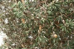 Banksia integrifolia