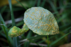 Puccinia lagenophorae