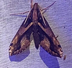Xylophanes ceratomioides