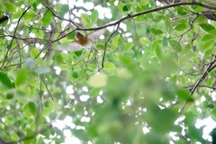 Ficedula mugimaki