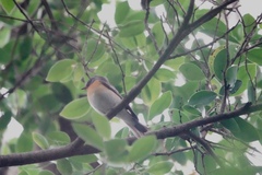 Ficedula mugimaki