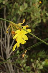 Bobartia longicyma