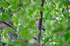 Ficedula mugimaki