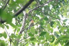 Ficedula mugimaki
