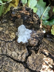 Exidia thuretiana