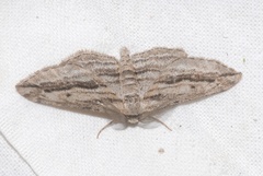 Ecleora solieraria