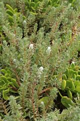 Chenolea diffusa