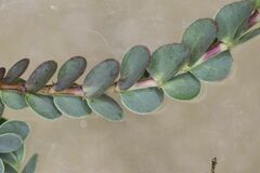 Cliffortia phyllanthoides