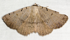 Spiloloma lunilinea