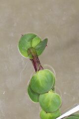 Cliffortia phyllanthoides