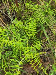 Gleichenia polypodioides