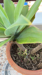 Agave attenuata