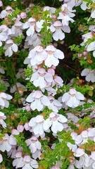 Prostanthera arapilensis