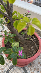 Pereskia