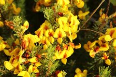 Cyclopia genistoides