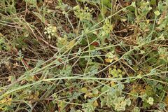 Dasispermum suffruticosum