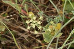 Dasispermum suffruticosum