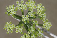 Dasispermum suffruticosum