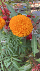 Tagetes erecta