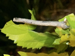 Antepione thisoaria