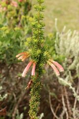 Erica curviflora