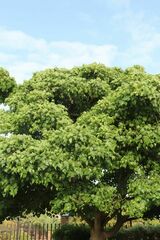 Erythrina lysistemon