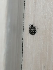 Anthrenus picturatus