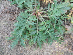 Potentilla tergemina