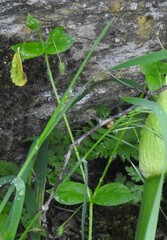 Caryophyllaceae