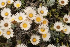 Helichrysum retortum