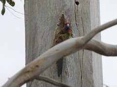 Platycercus elegans elegans
