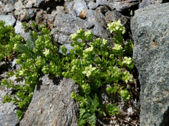 Galium tendae