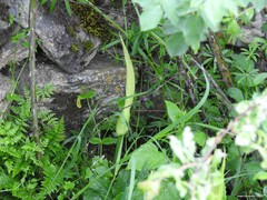 Arum cylindraceum