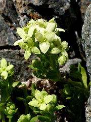 Galium tendae